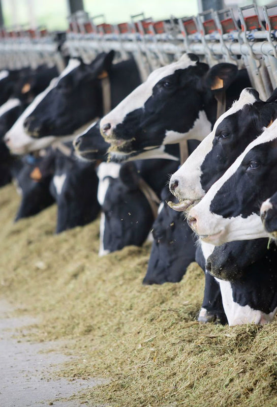 organic cow milk dairy farm by iorganic